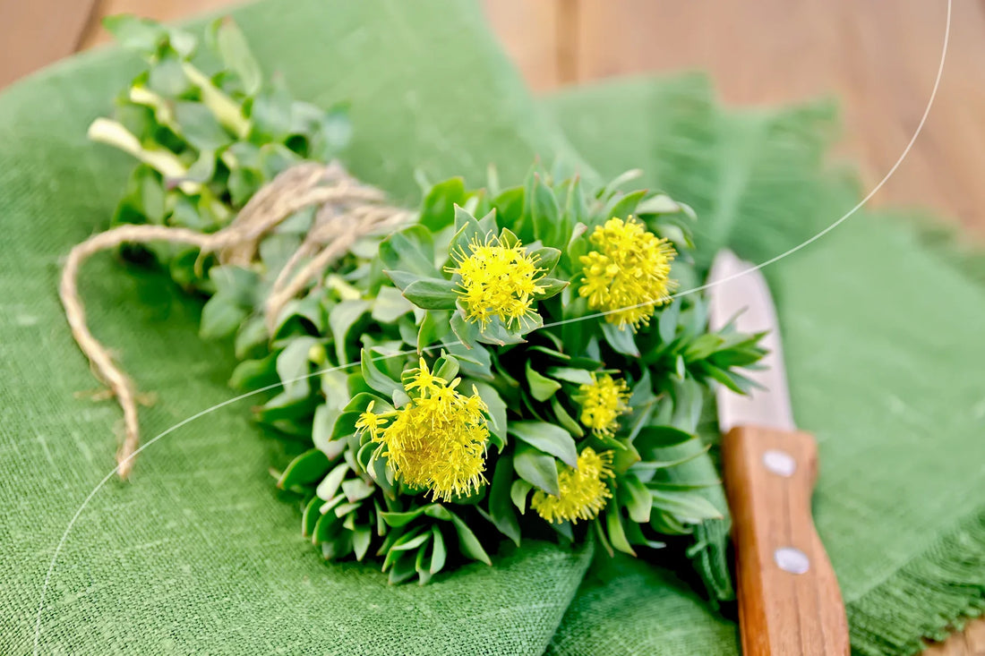 Rhodiola Rosea: Energy, Stress & Endurance