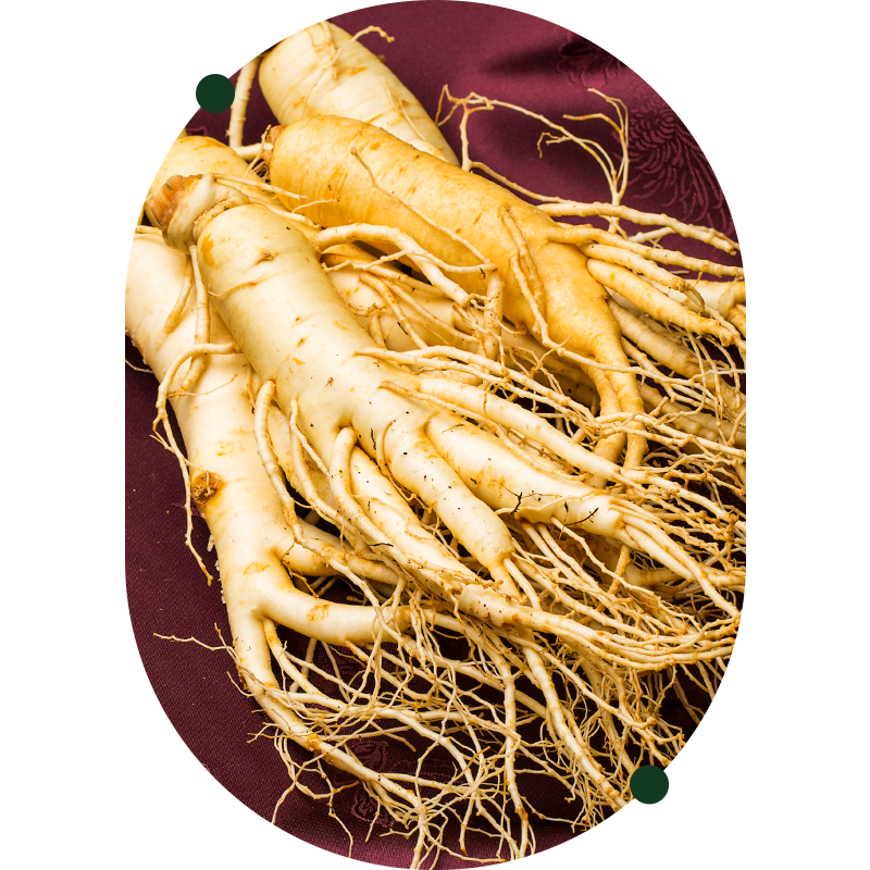 Racine de ginseng