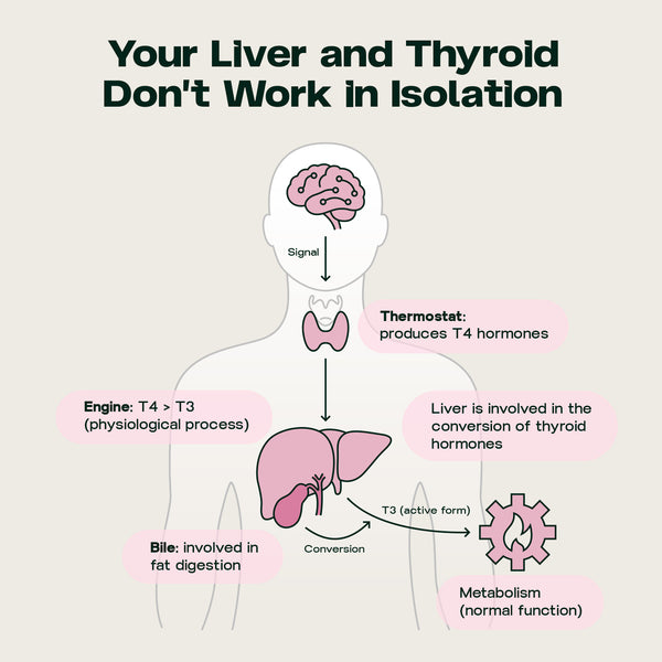Liver & Thyroid Sync 3 Pack